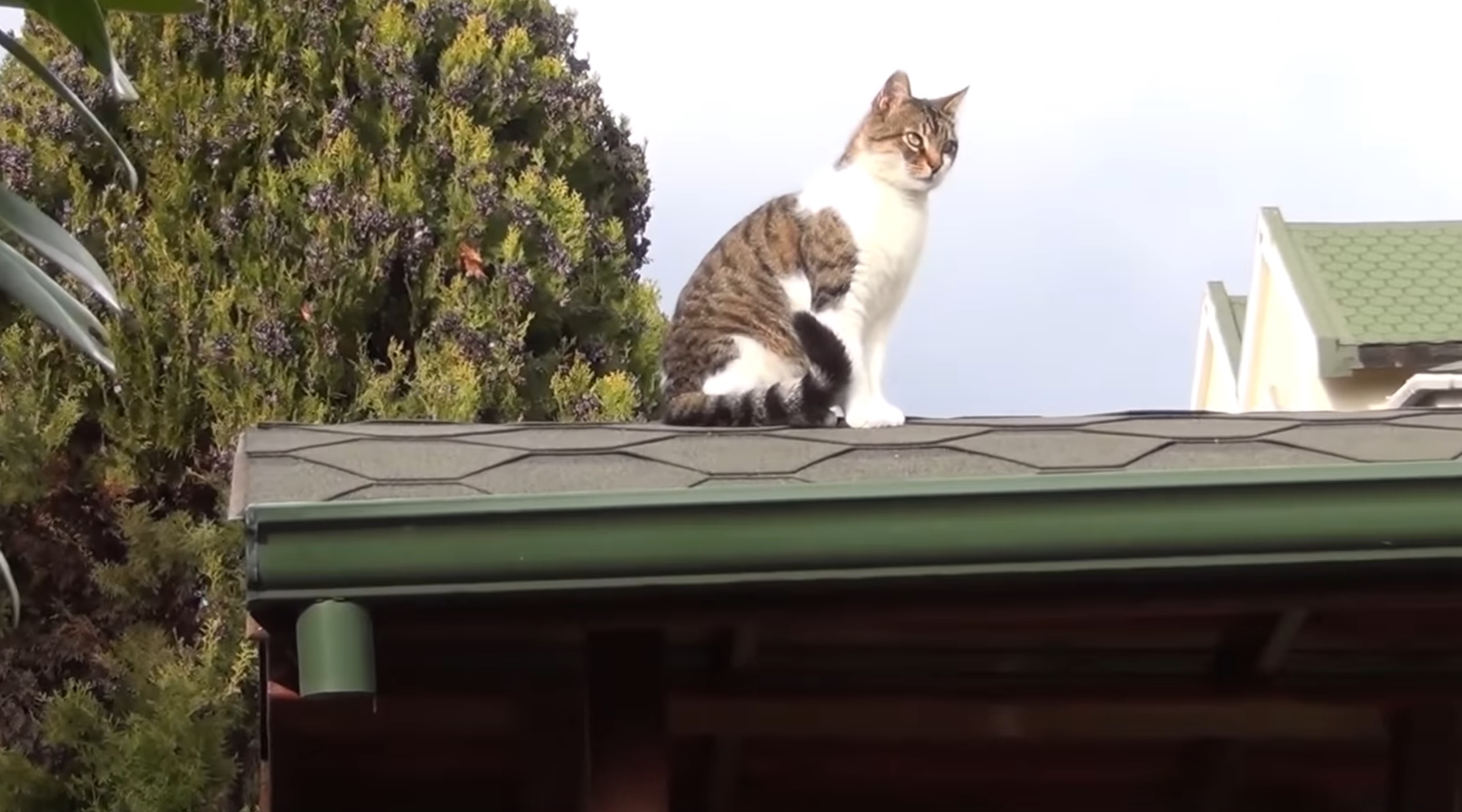 The Rooftop Kitty 