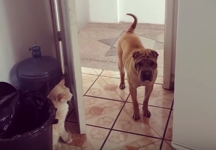 Cat Closes Door on Dog