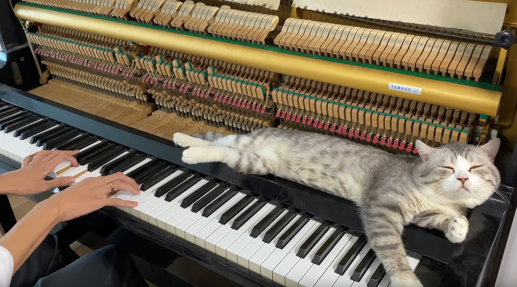 Lazy Kitty Loves Piano