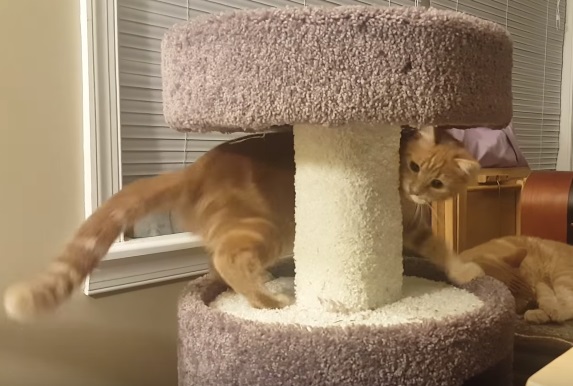 Cat Gets Dizzy Chasing Own Tail