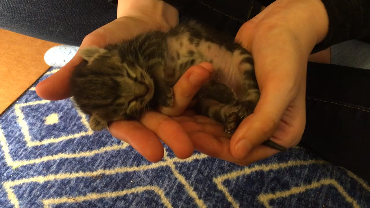 Newborn kitten sleeping in the palm of human hands.