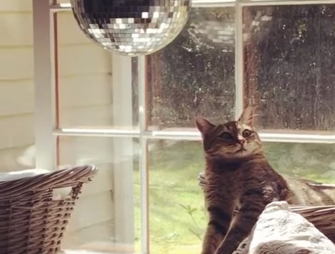 Cat Mesmerised By Disco Ball