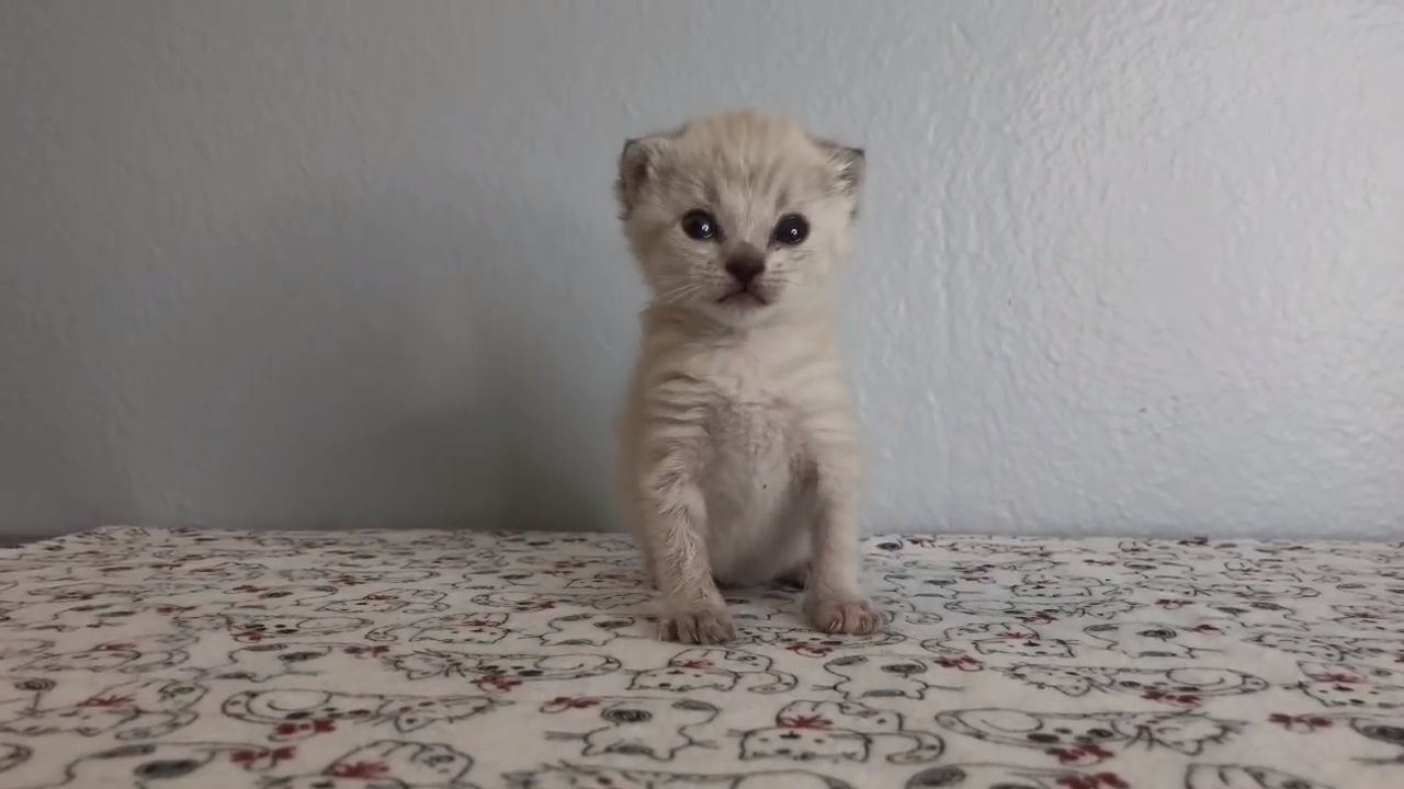 Tiny kittens learn how to walk