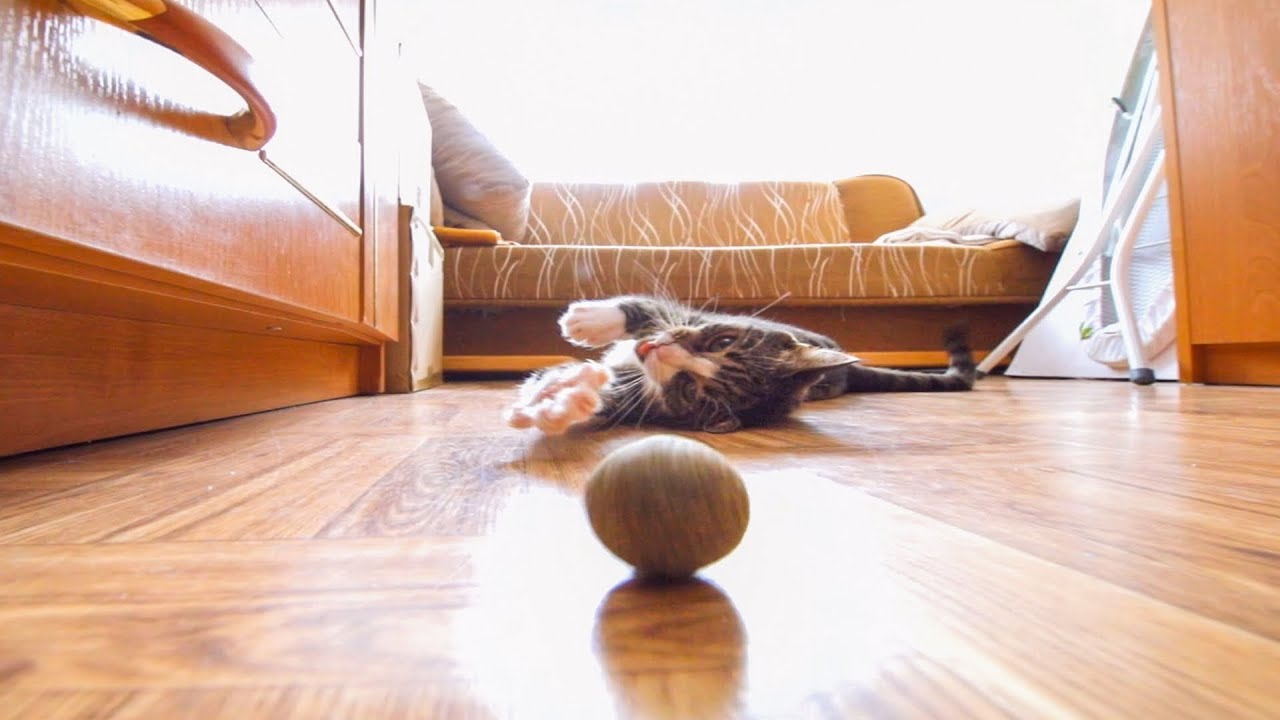 Cute, playful cat playing with catnip balls