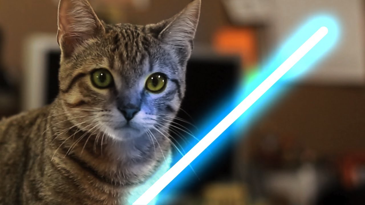 Jedi Kitten using The Force