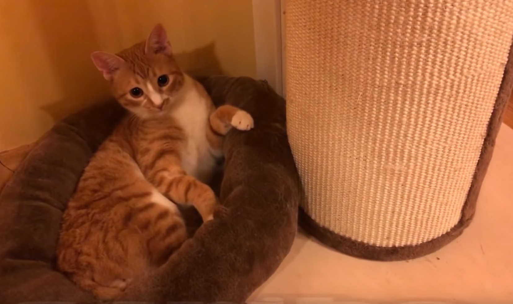 Funny Cute Cat Fails To Get Comfortable