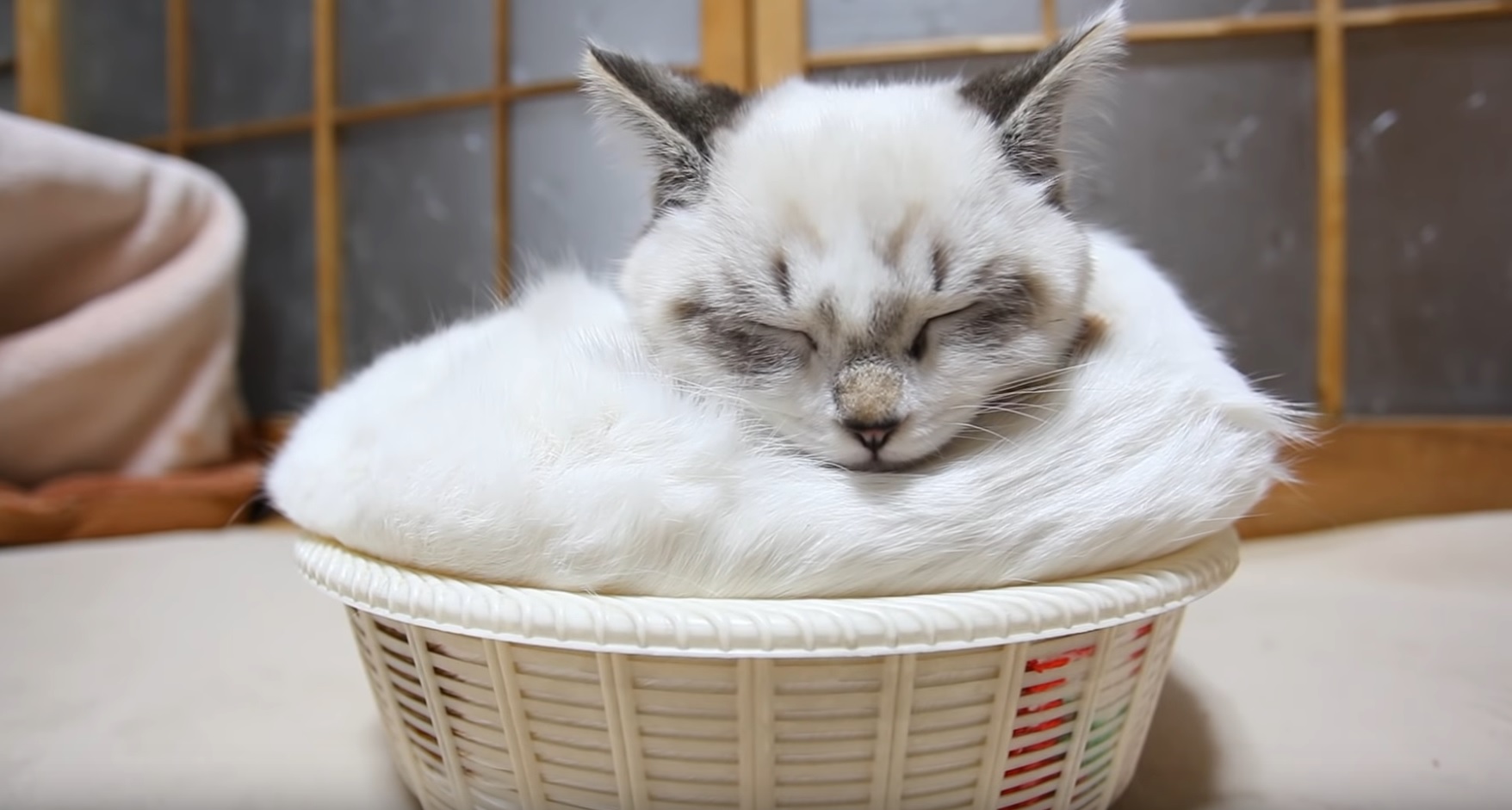 Two Kitties In Basket