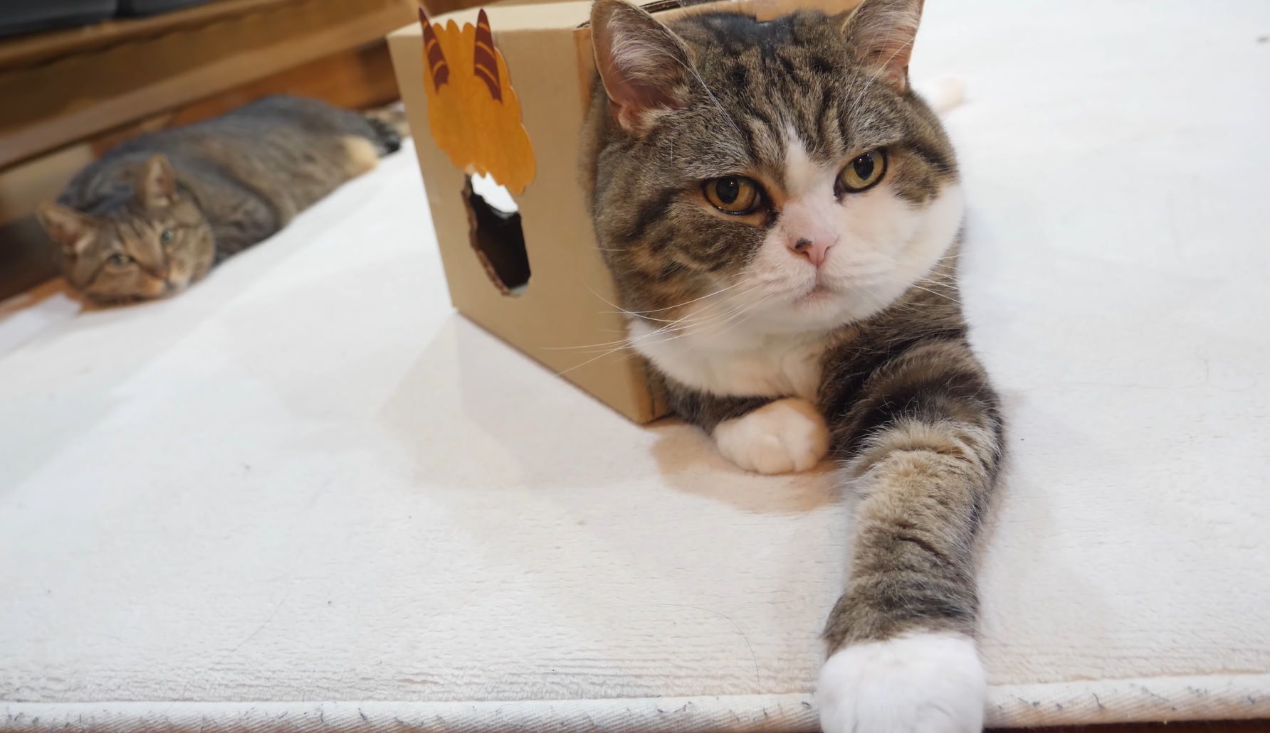 Maru Sits In Strange Box