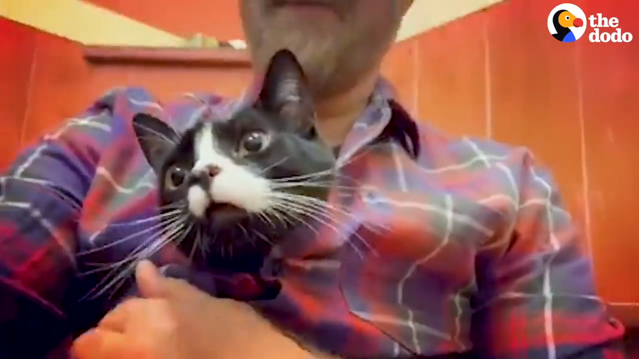 A guy risks his marriage by adopting a 3-Legged Cat