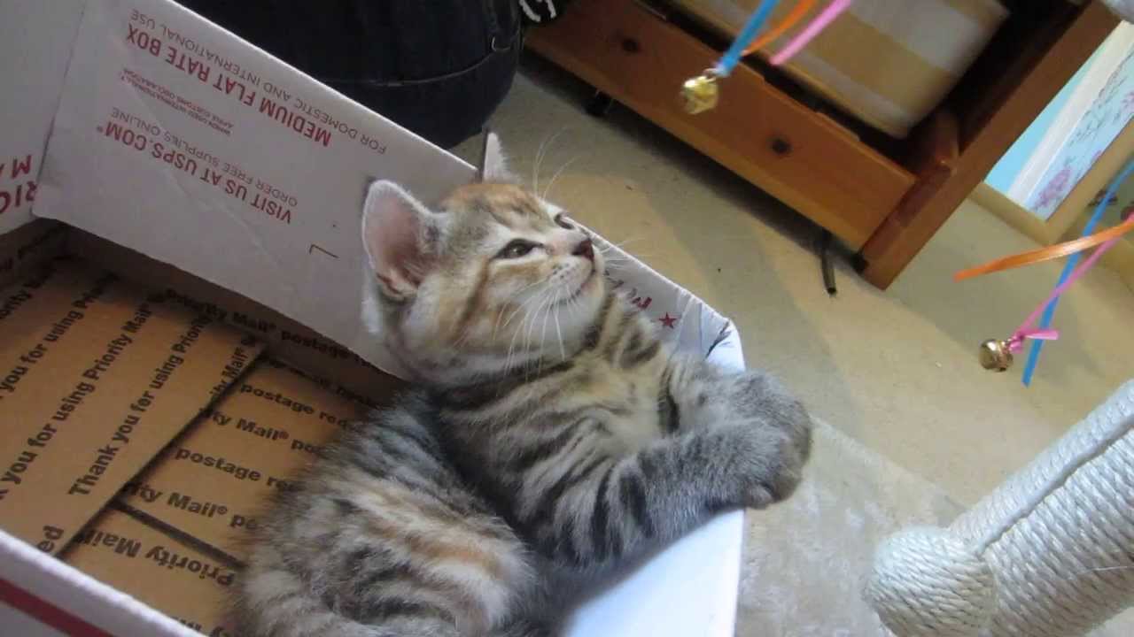 Cute kitten gets hypnotized