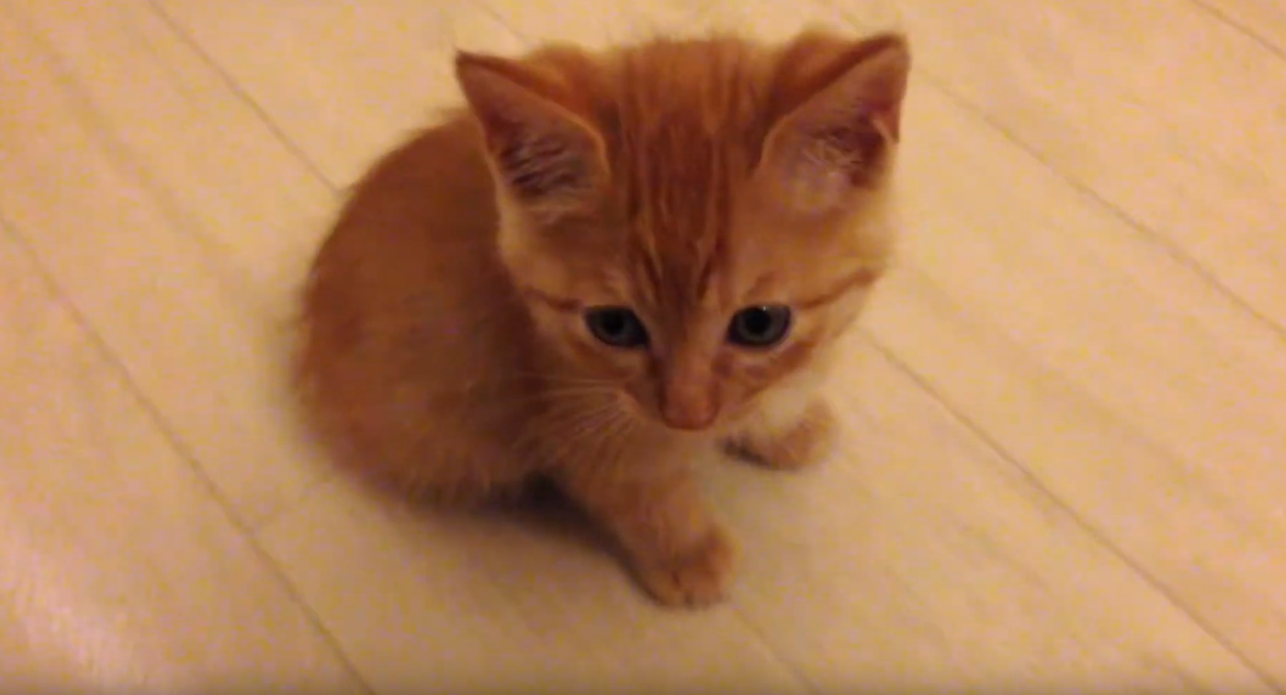Cute Ginger Kitten