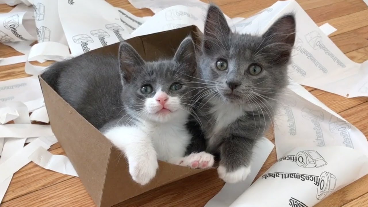 Kittens enjoying life