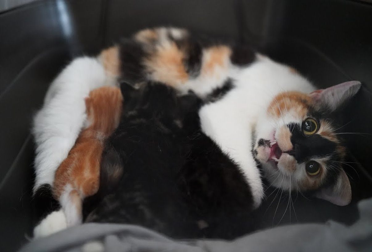 This is how you can rescue kittens with a feral mom