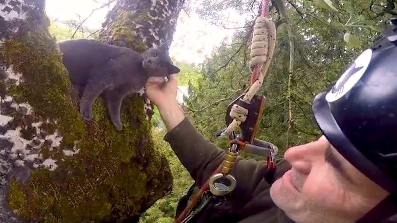 Rescuing cats stuck in the trees