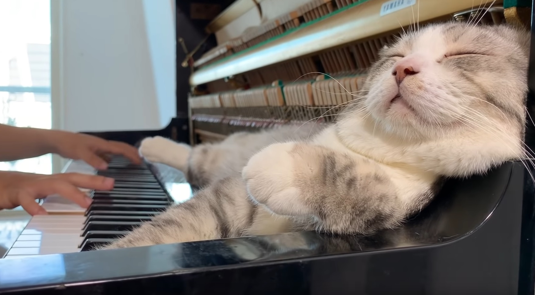 Numb Piano Song For Meow