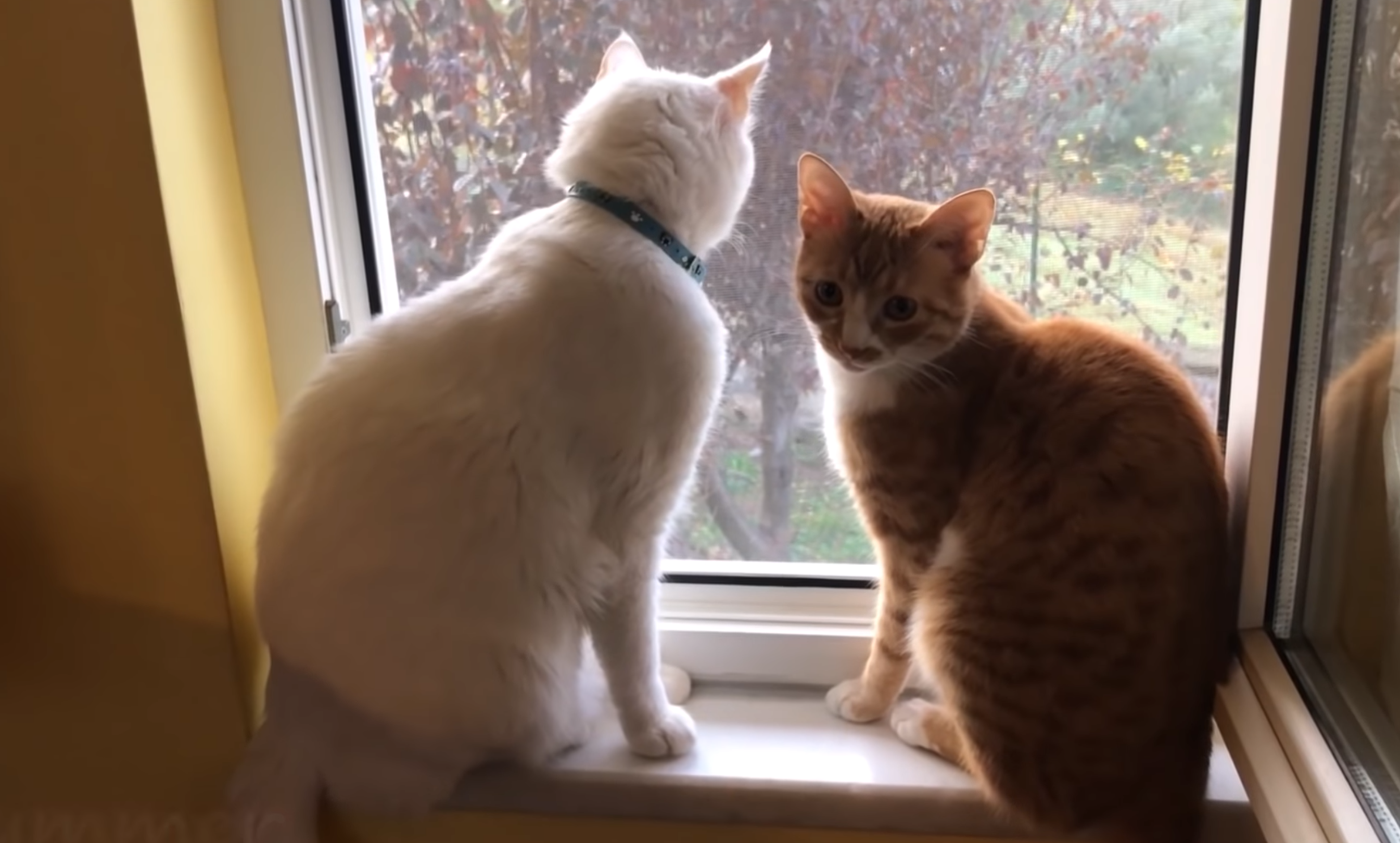 Two Kitties At The Window