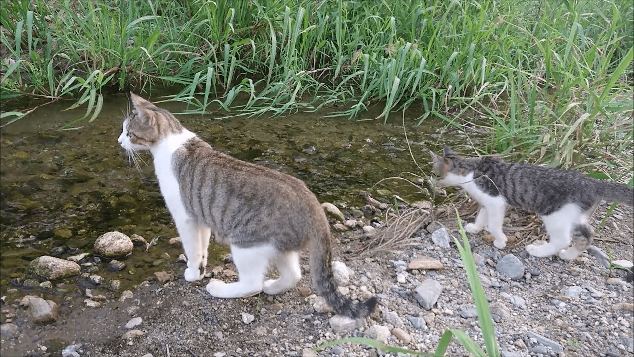 Playful Kitties By The River