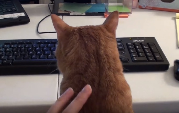 What It's Like To Work With Cats