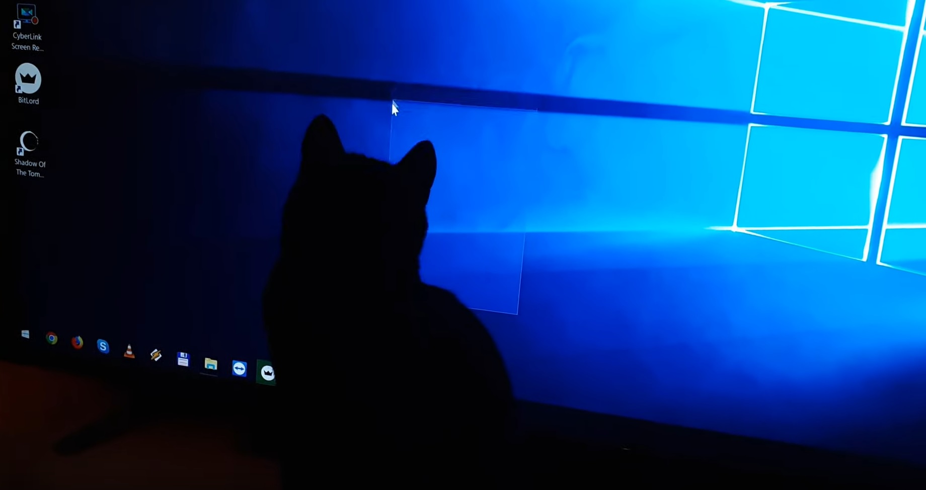 Kitty Chasing Mouse Pointer