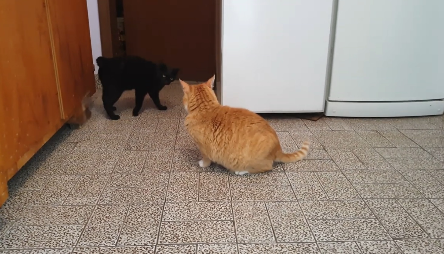 Cute Cats Playing