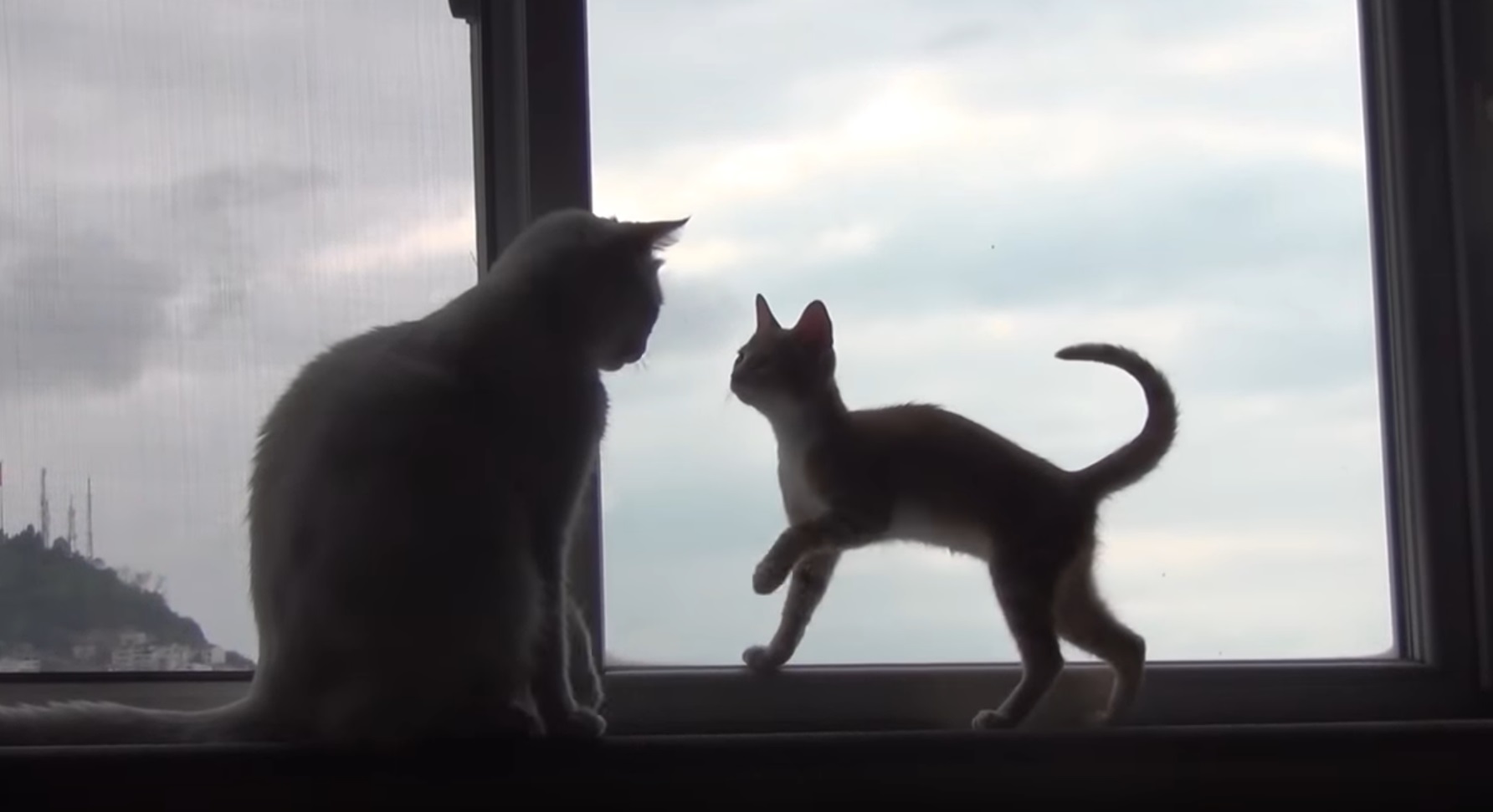 Kitten Tries To Win Older Cat's Heart