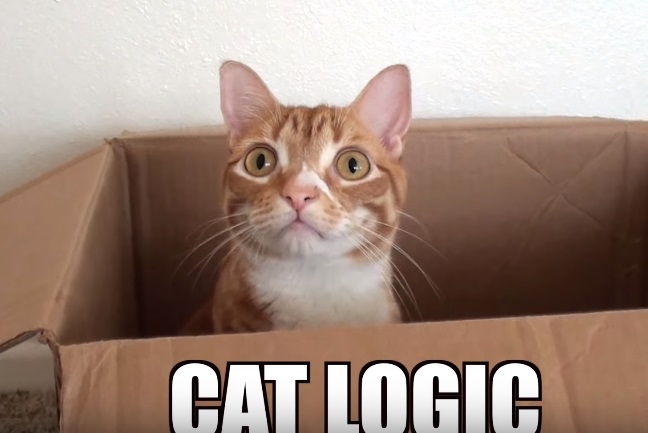 Some Funny Examples Of How Cats Think
