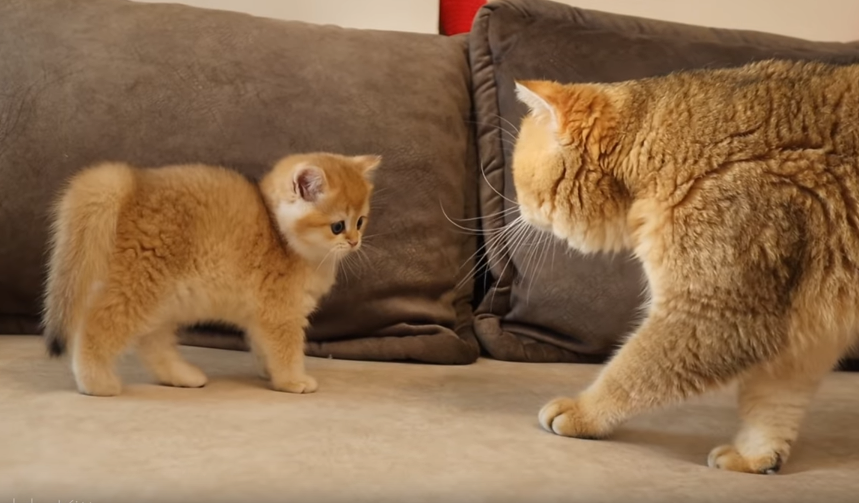 Kitten Meets Dad