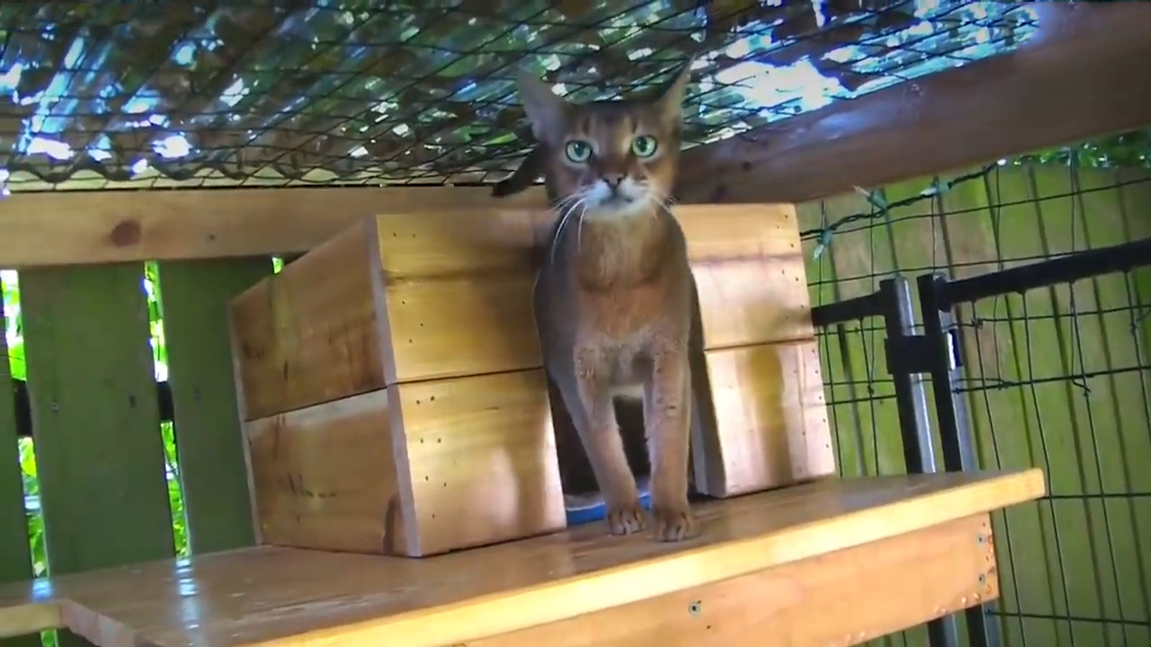 Some of the most epic cat cribs around there!