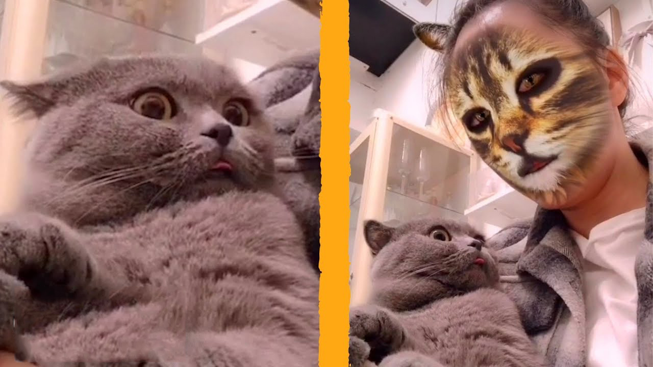 Cats Reacting To Cat Face Filter