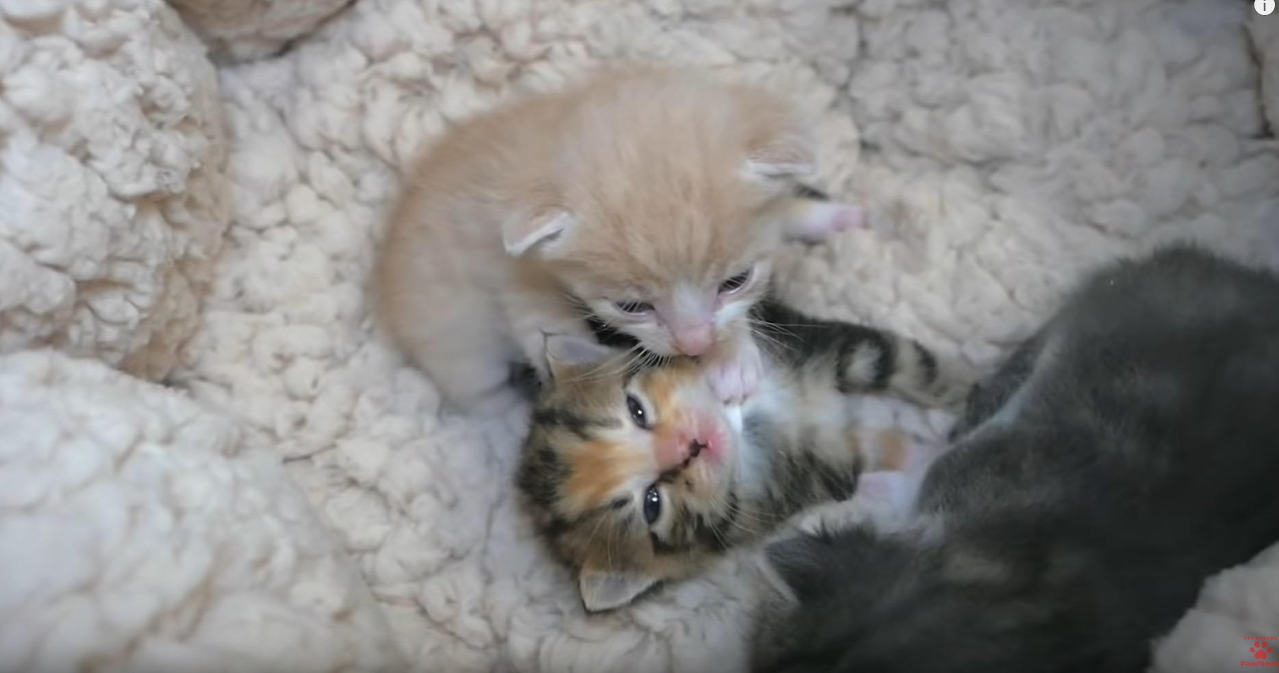 Cute Kittens In Their Bed