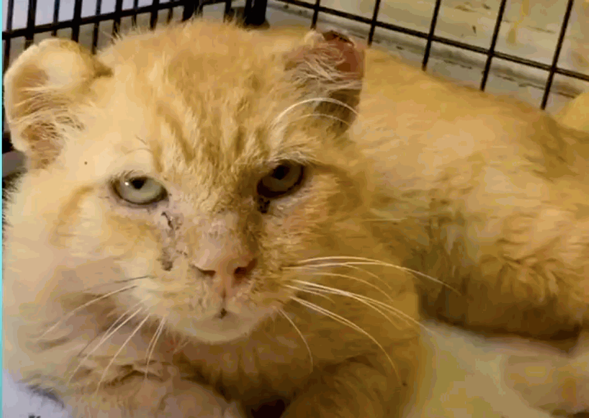 Feral cat goes from grumpy to a big mush