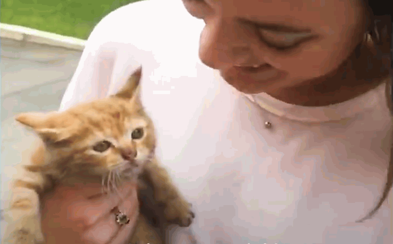 The life of a baby rescue kitten and his hooman