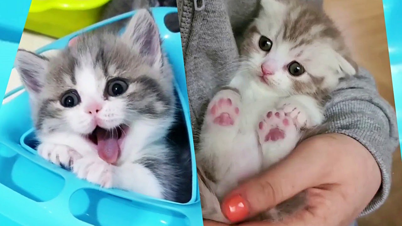 These Kittens Will Brighten Up Your Day