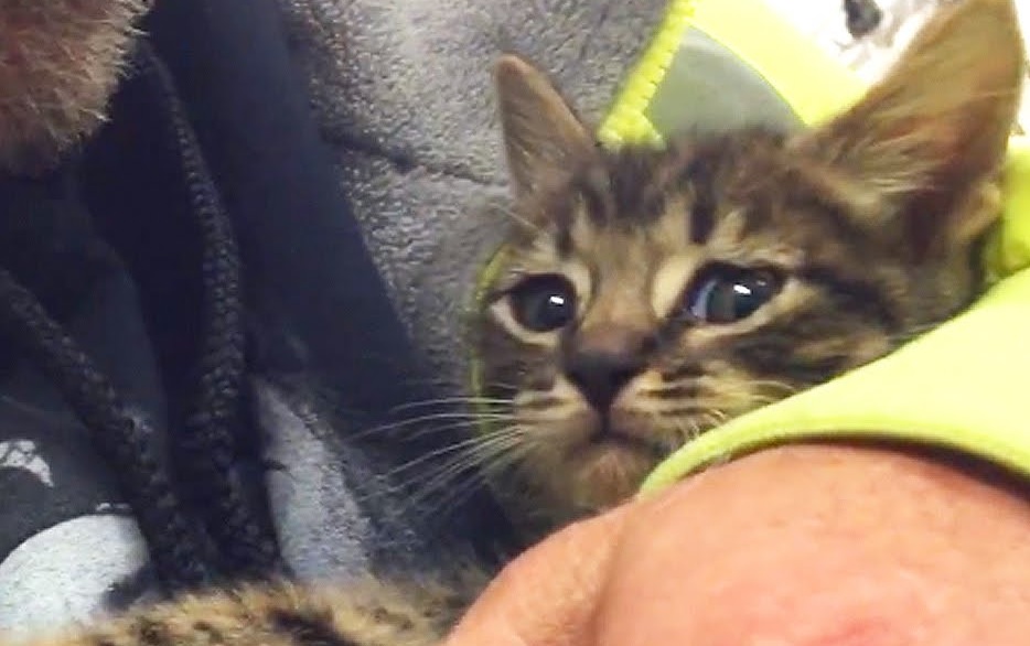 Kitten Trapped In Storm Drain Rescued