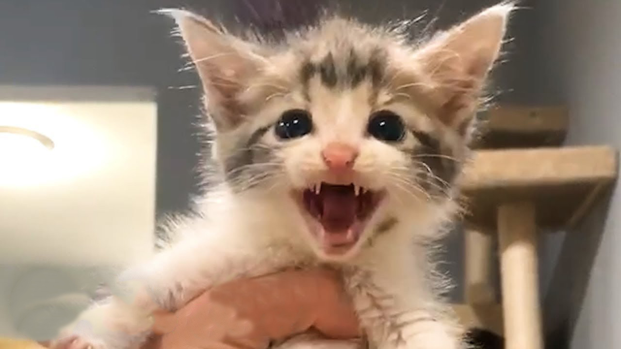 This permanent kitten never gives up!