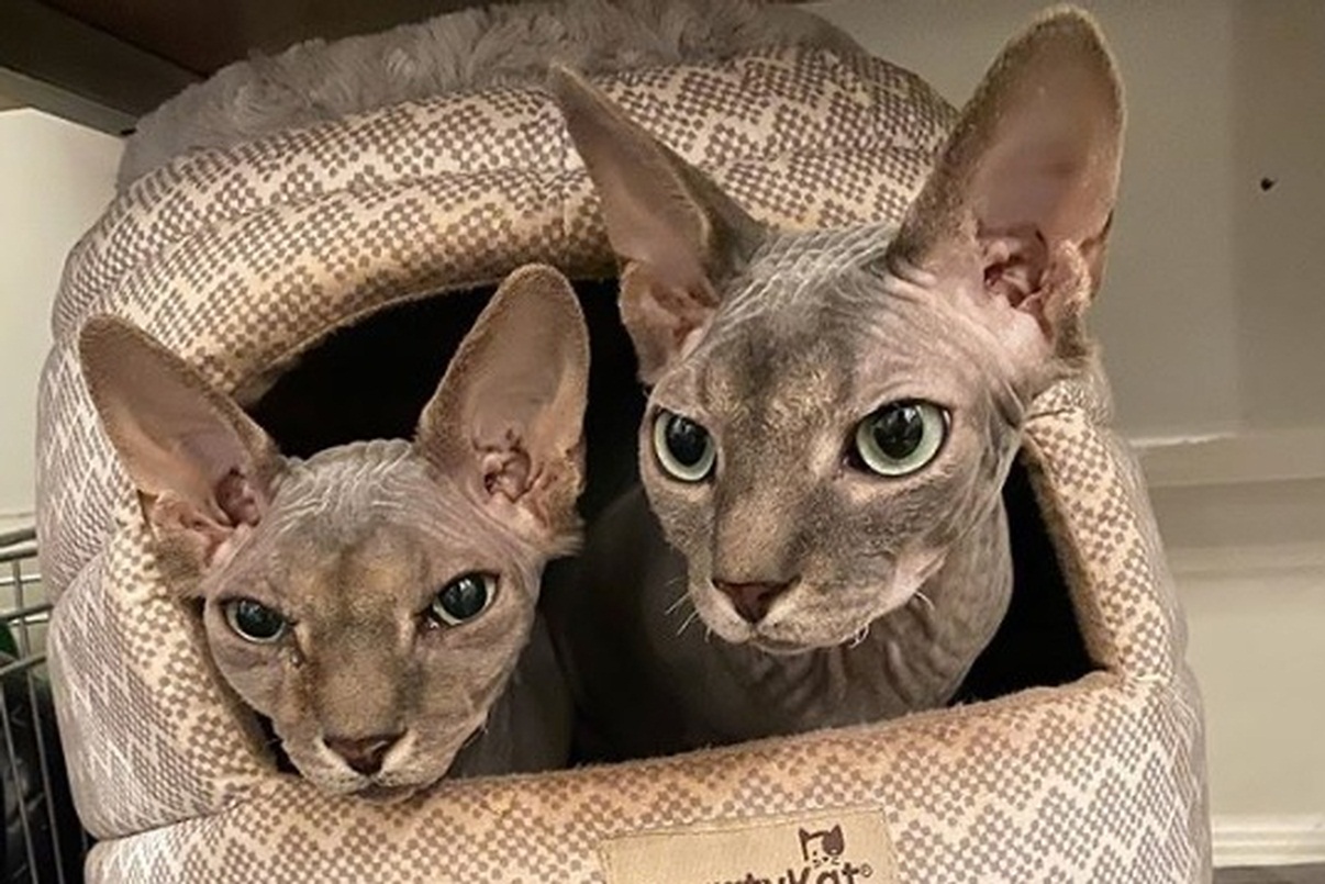 These hairless cat brothers always plot something
