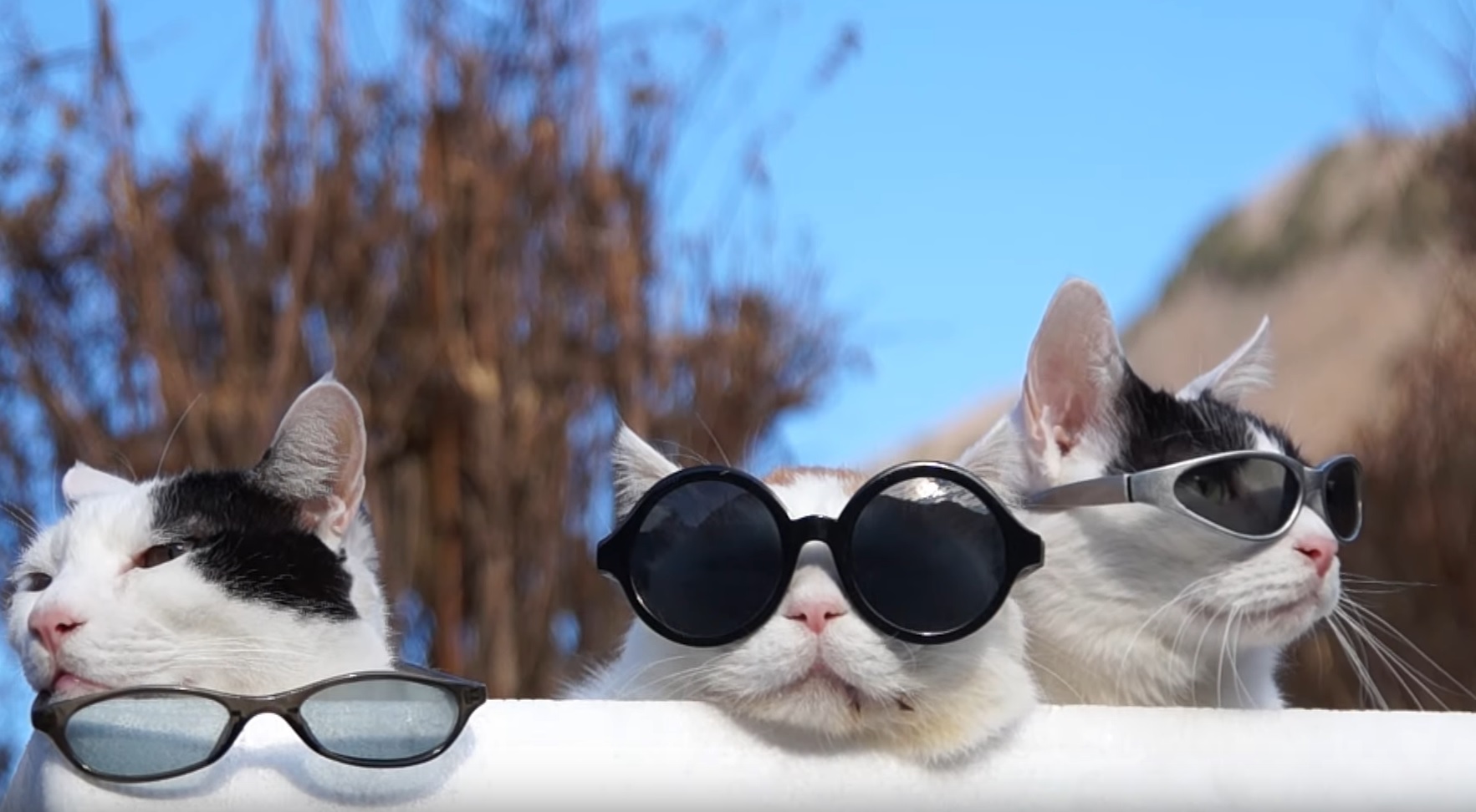 Cool Cats Hanging Out