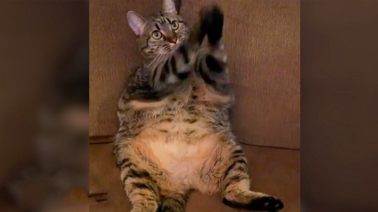 This chubby cat likes to beg all day long