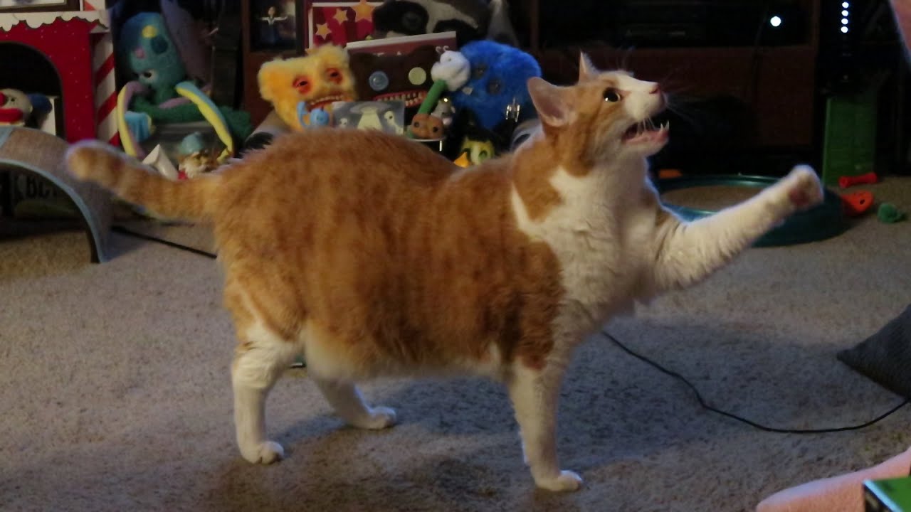 Hangry Butters Argues With Hooman