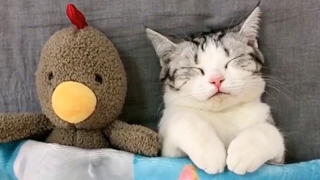 Kitty Sleeping With Plush Toys