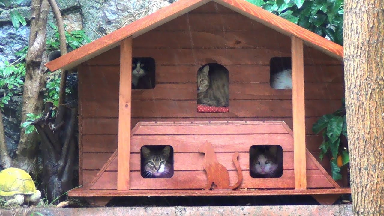 Cats and their outdoor bedrooms