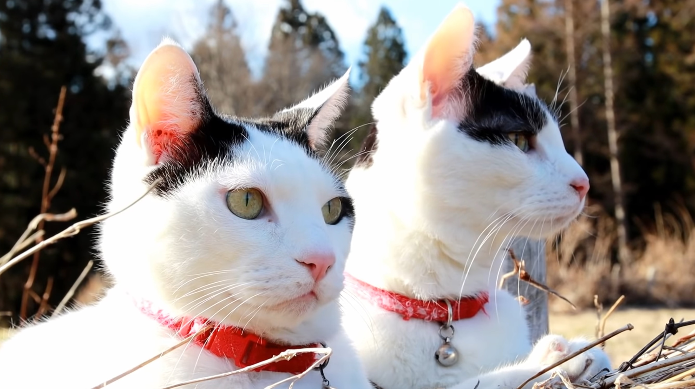 Kitties Hanging Out Outside