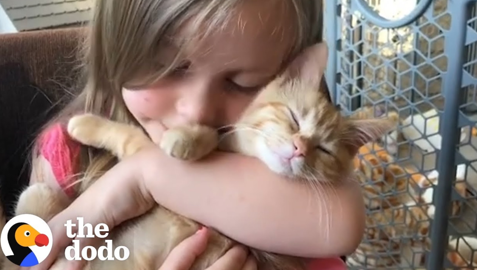Cute Relationship Between Little Girls And Cats