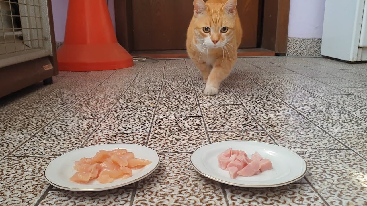 Cats Choosing Between Foods