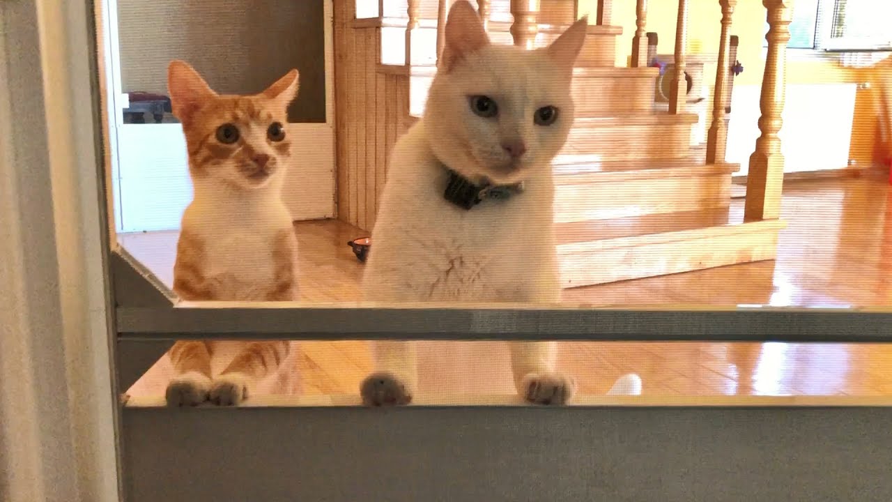 Cat bros