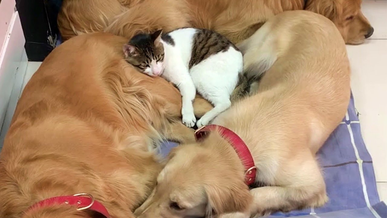 Cat Loves To Snuggle With Golden Retrievers