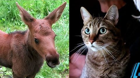 Baby Moose Blows Kitty's Mind