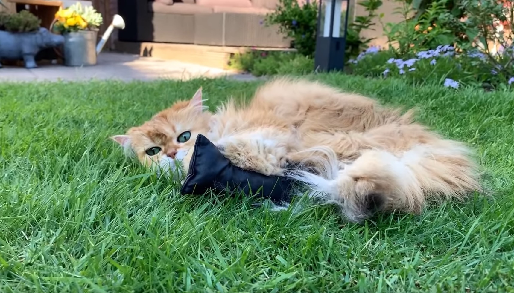 Beautiful Cats Rolling In Grass