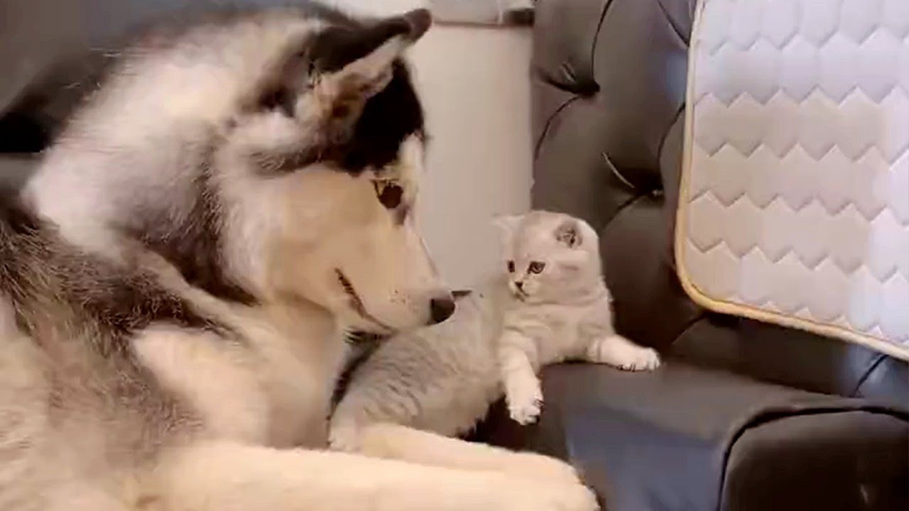 Husky And Kitten Become Friends