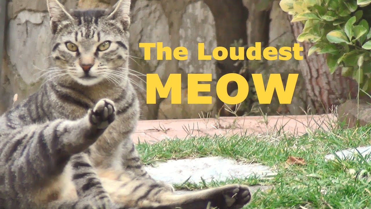 The loudest meow